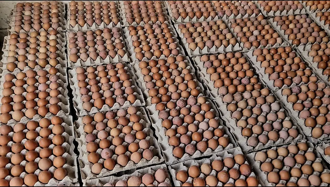 Non Fertile Eggs Of Lohamann Brown and black — photo 3