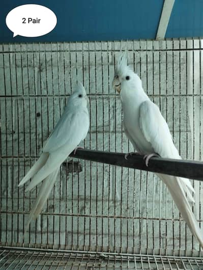 Pathan Aviary 