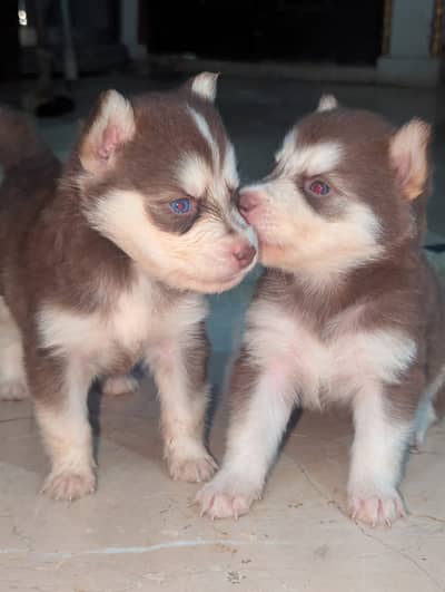 Adorable Husky Puppies– Playful, Healthy dog & Ready for New Home