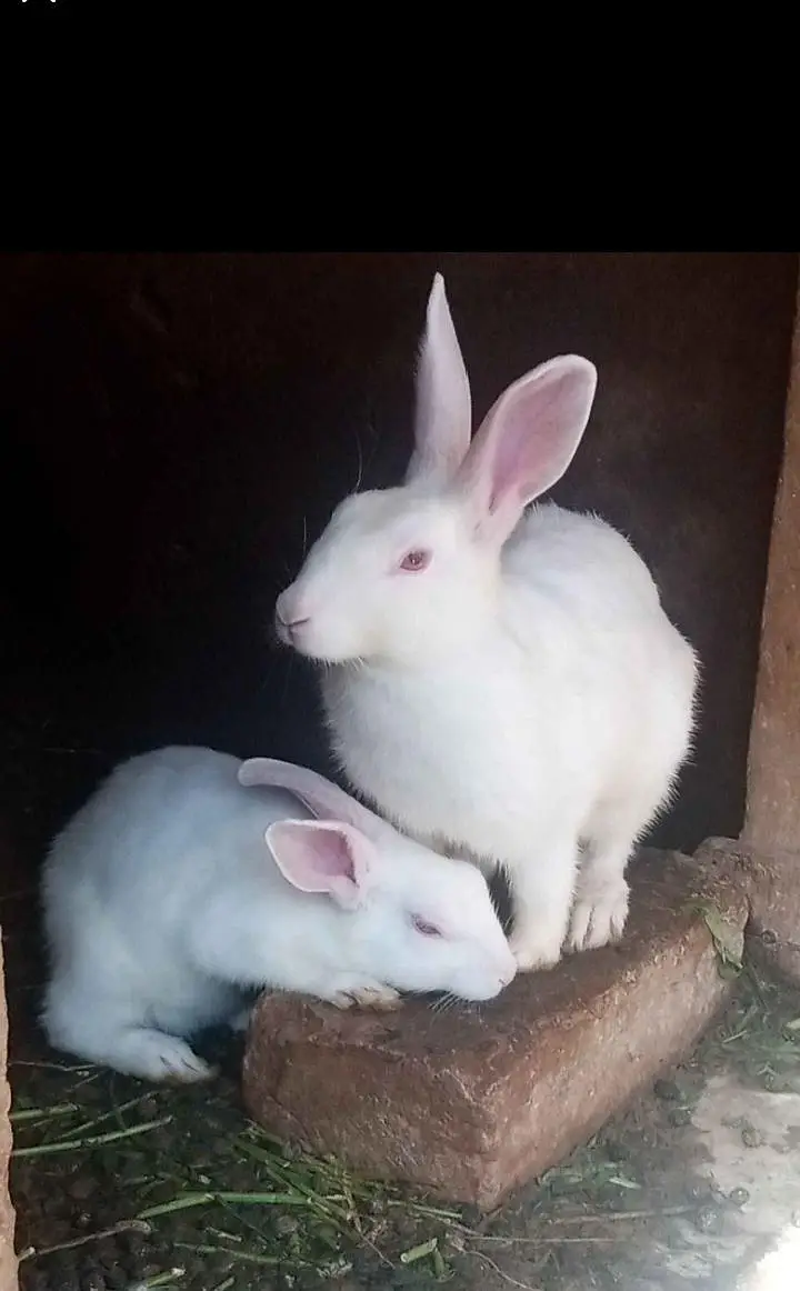 Bunnies and breeder pair for sale — photo 4