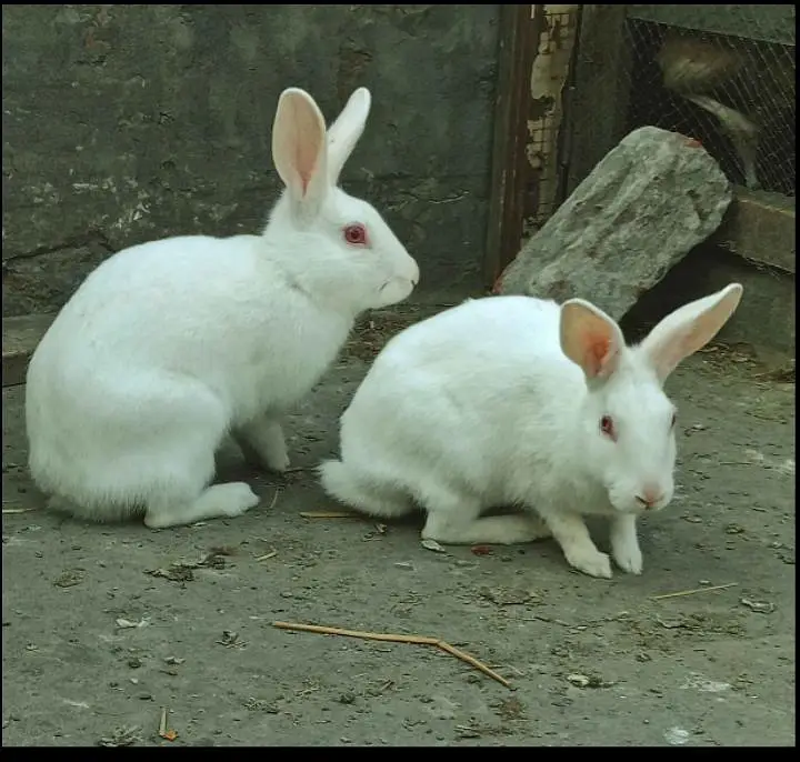 Bunnies and breeder pair for sale — photo 3