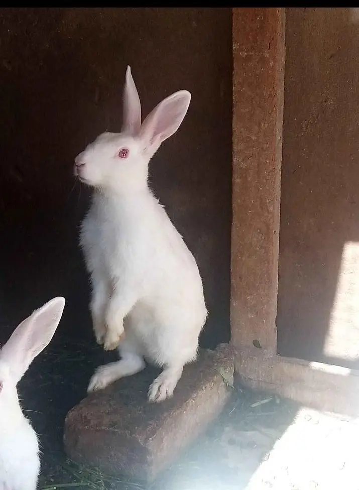 Bunnies and breeder pair for sale — photo 2