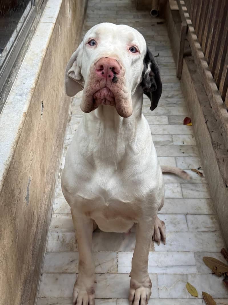 Great Dane 1