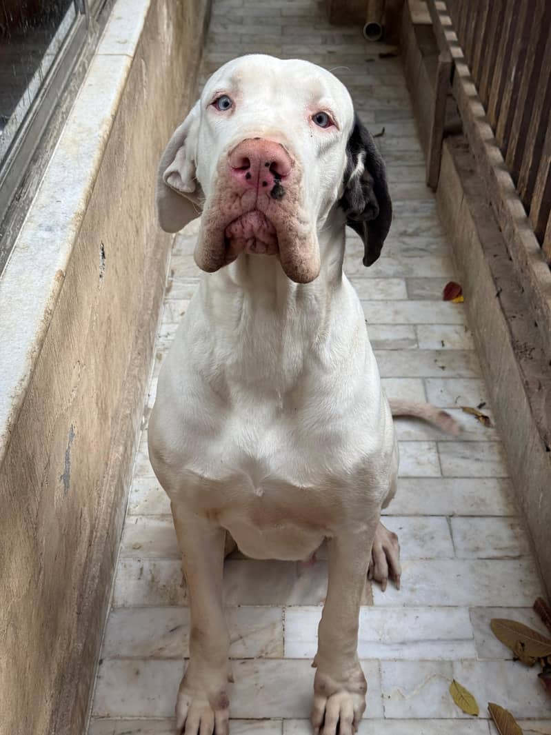 Great Dane 2