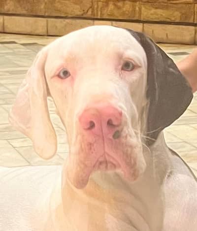 Great Dane