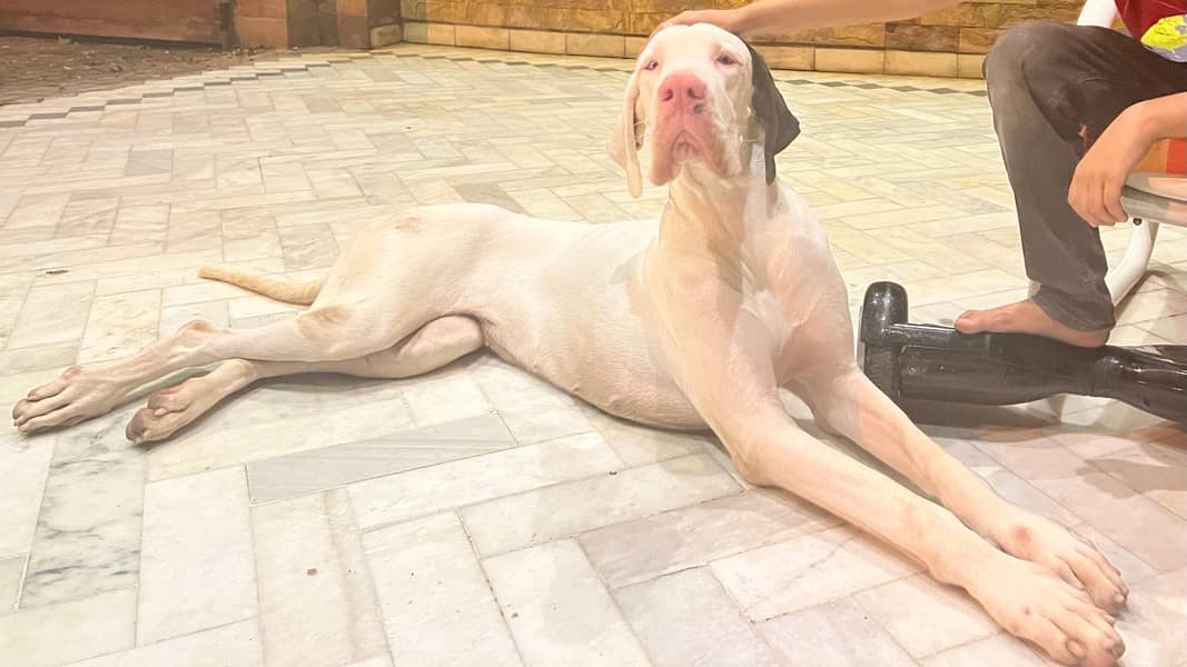 Great Dane 3