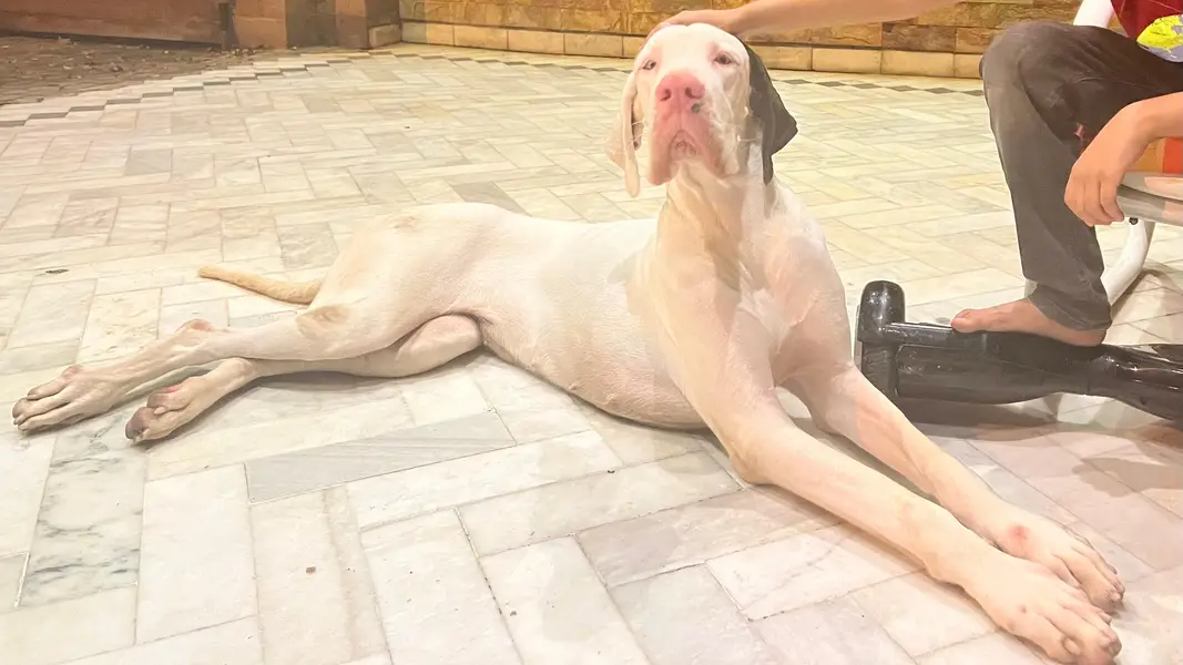 Great Dane — photo 4