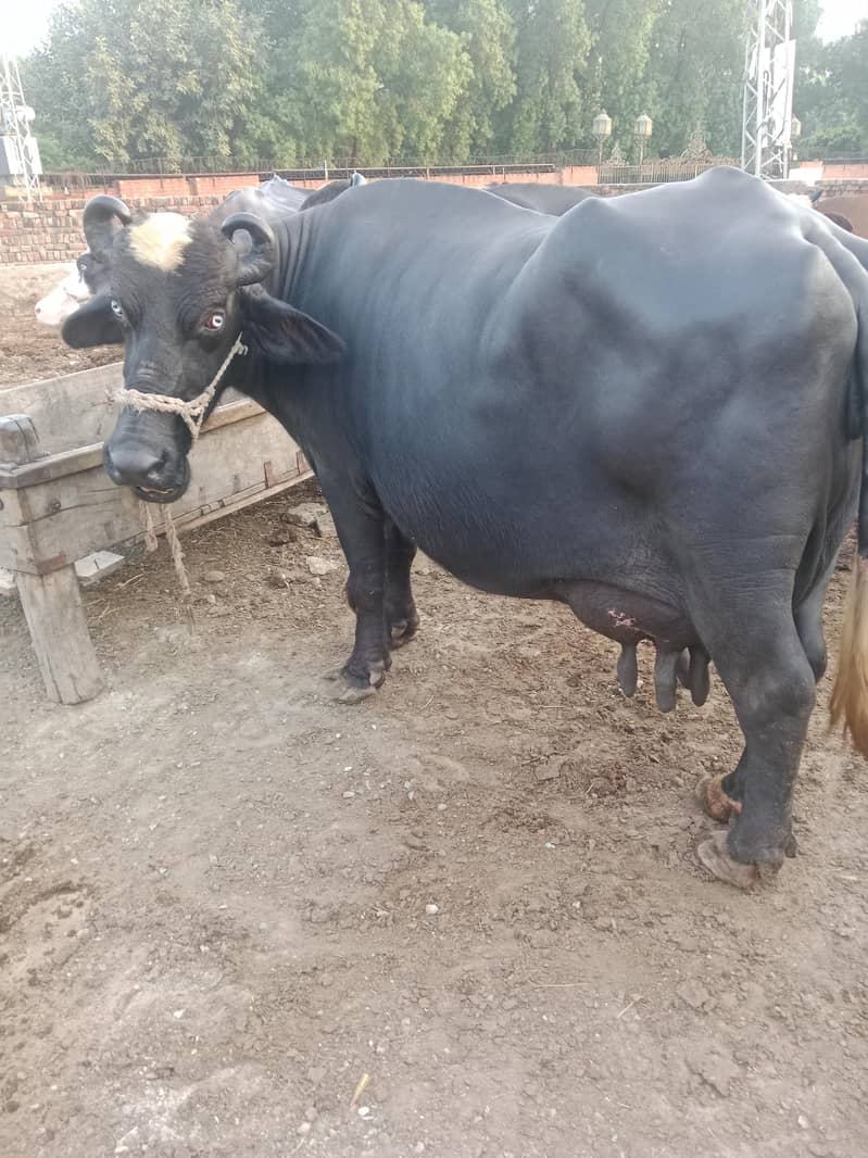 Bufflao/Bhains/Cow/Neeli Ravi Bhains - Buffalos - 1106741096