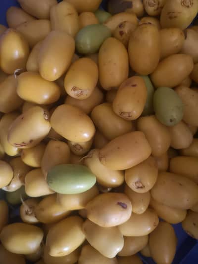 khajoor tree for sale