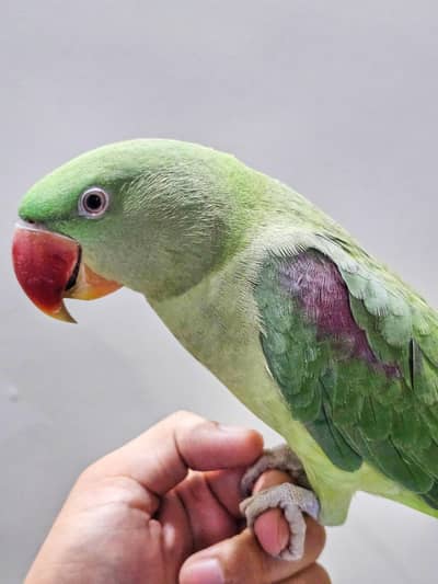 Urgent: Handtame parrot for sale