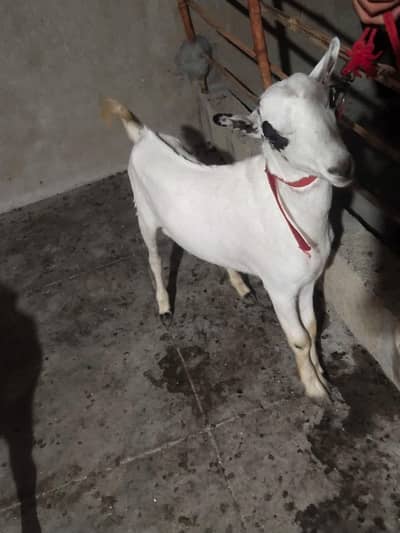 Barbara bacha hai ghr ka double haddi ka hai anddo hai