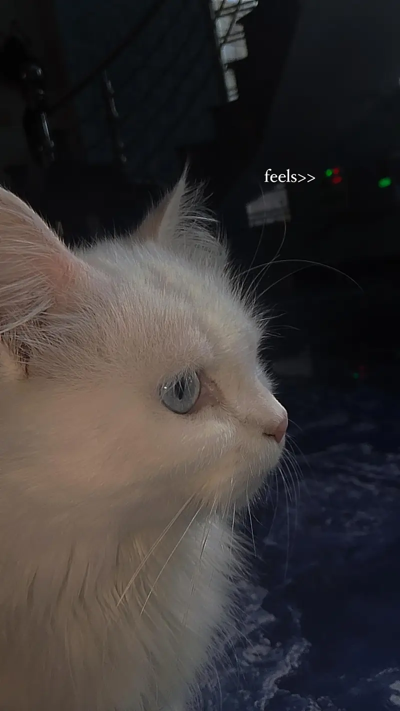Persian blue eyes cat — photo 3