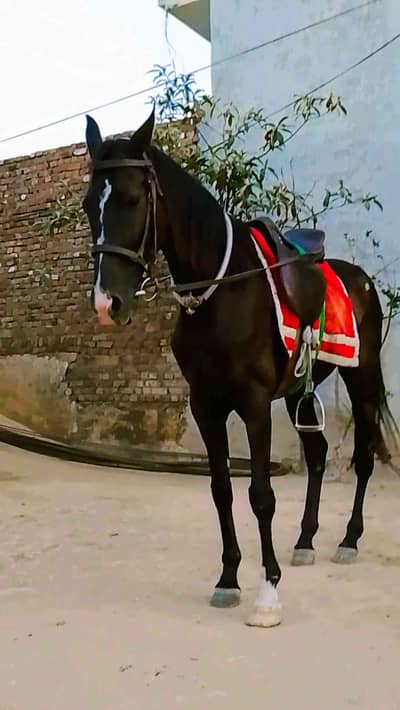 Sajid Awan