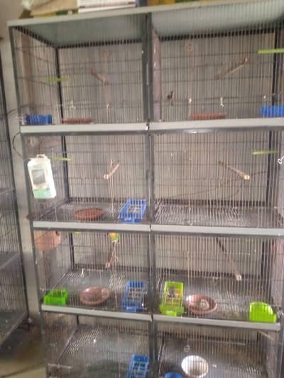 Love bird cage