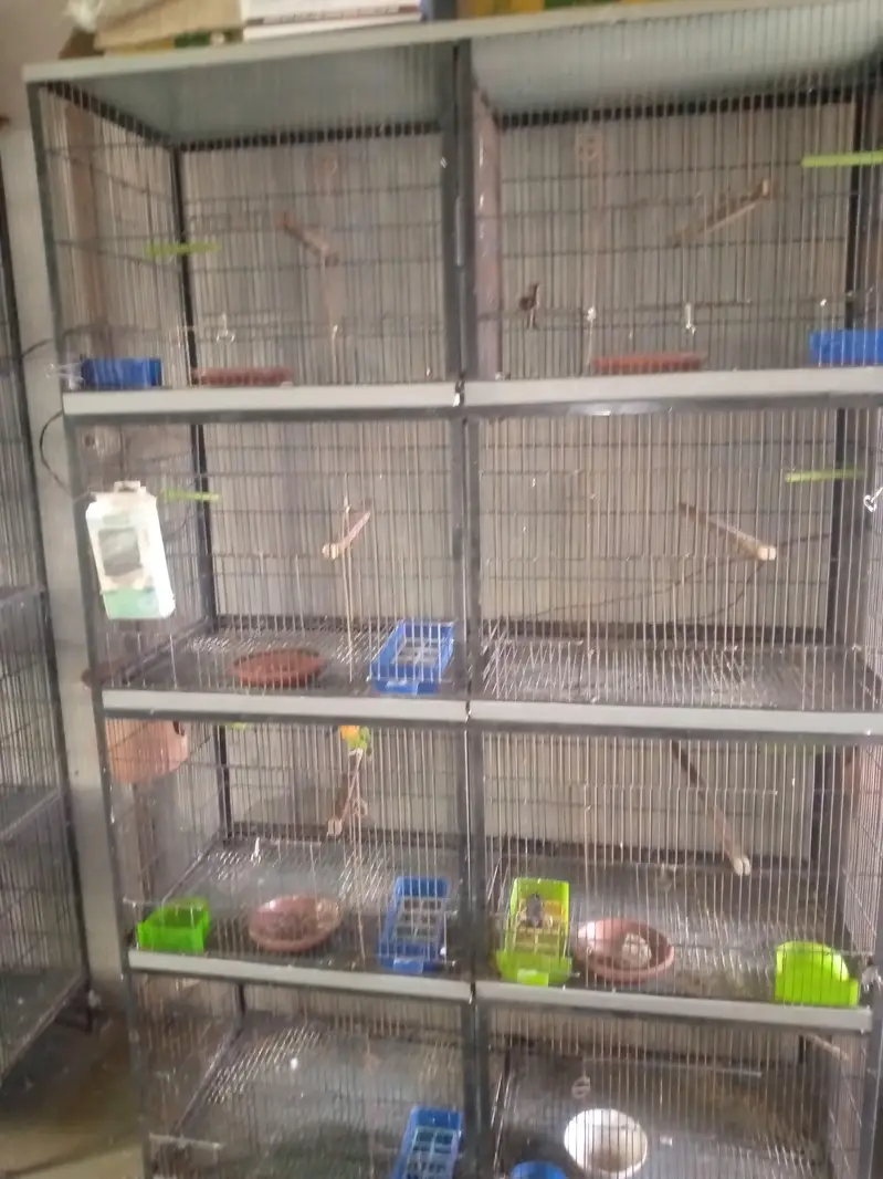 Love bird cage