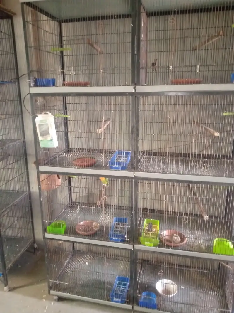 Love bird cage — photo 2