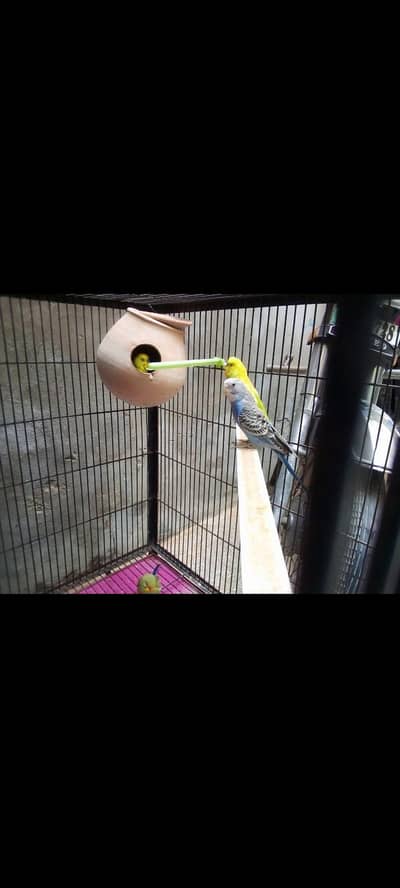 parrot