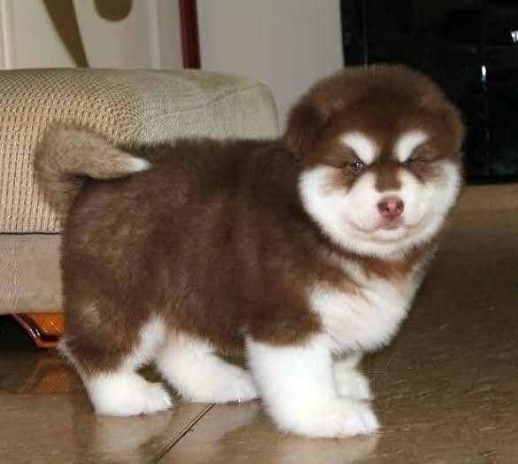 husky stud cross 1