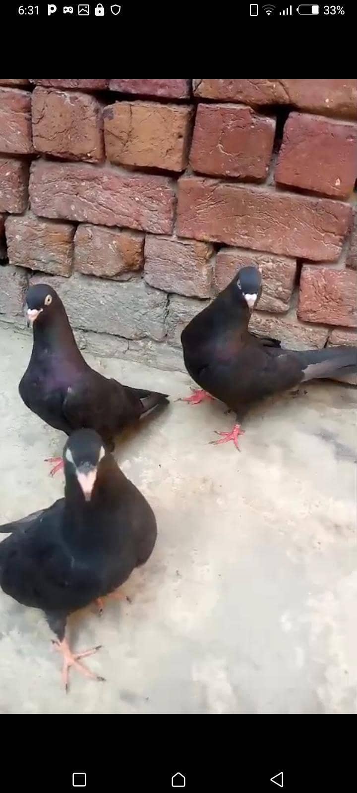 zakh paire withe 2 cheks 1