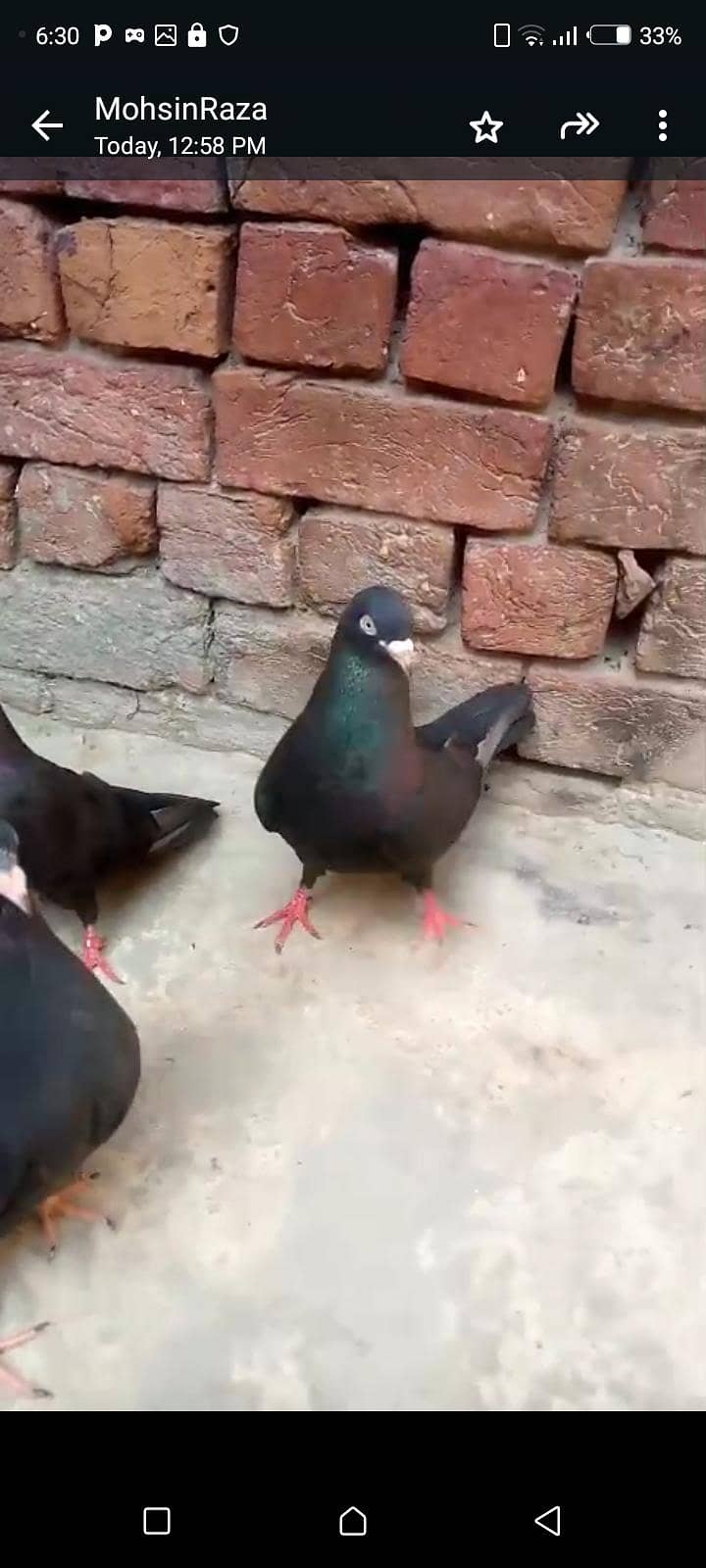 zakh paire withe 2 cheks 2