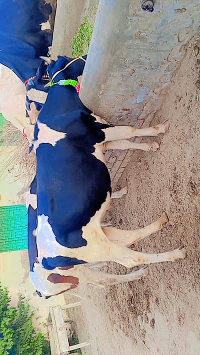 freezan heifer Bachri