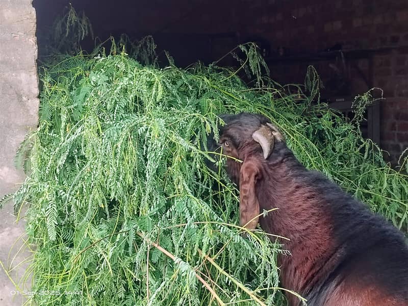 بیتل/ناگرا بکرا 2