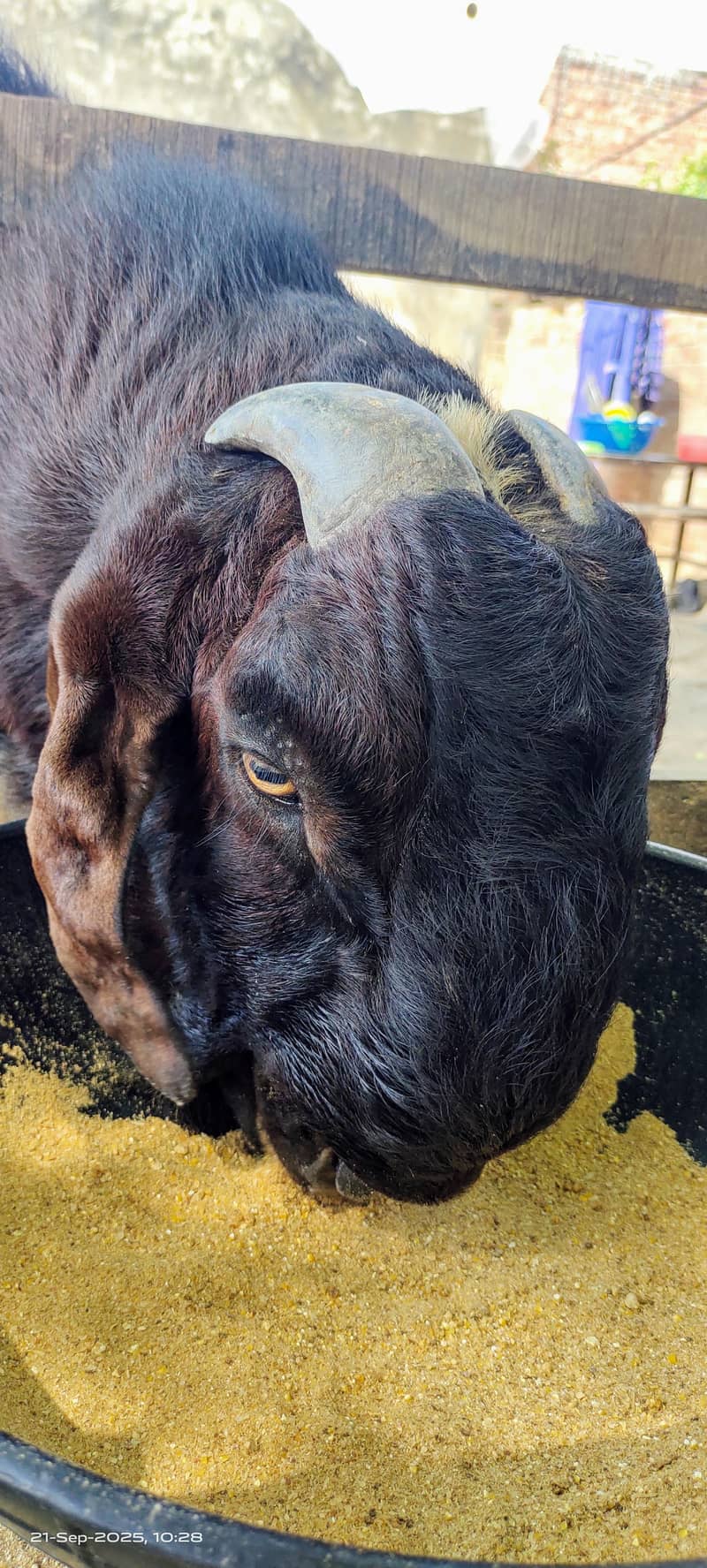 بیتل/ناگرا بکرا 3