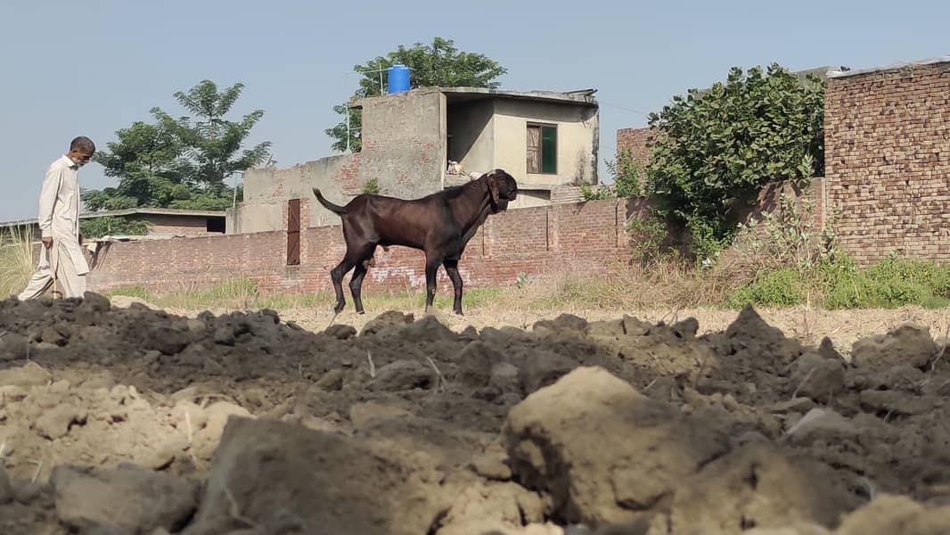 بیتل/ناگرا بکرا 4