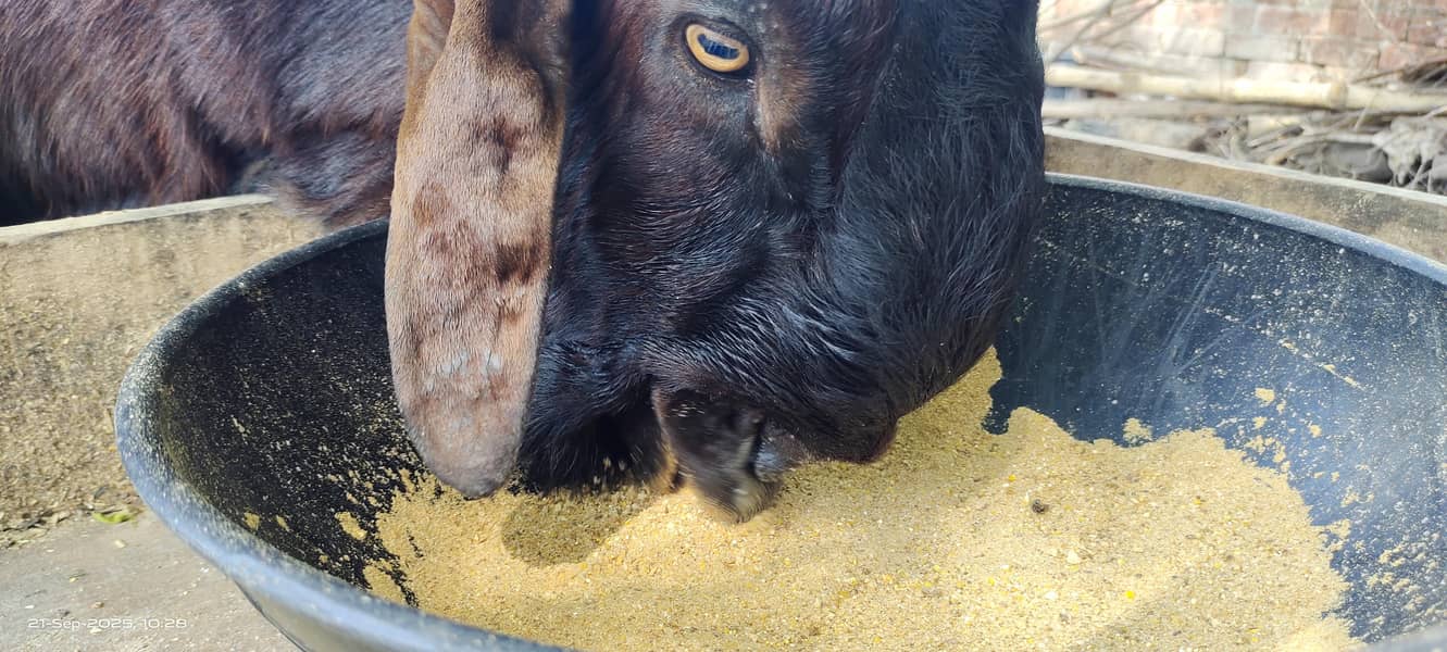 بیتل/ناگرا بکرا 5