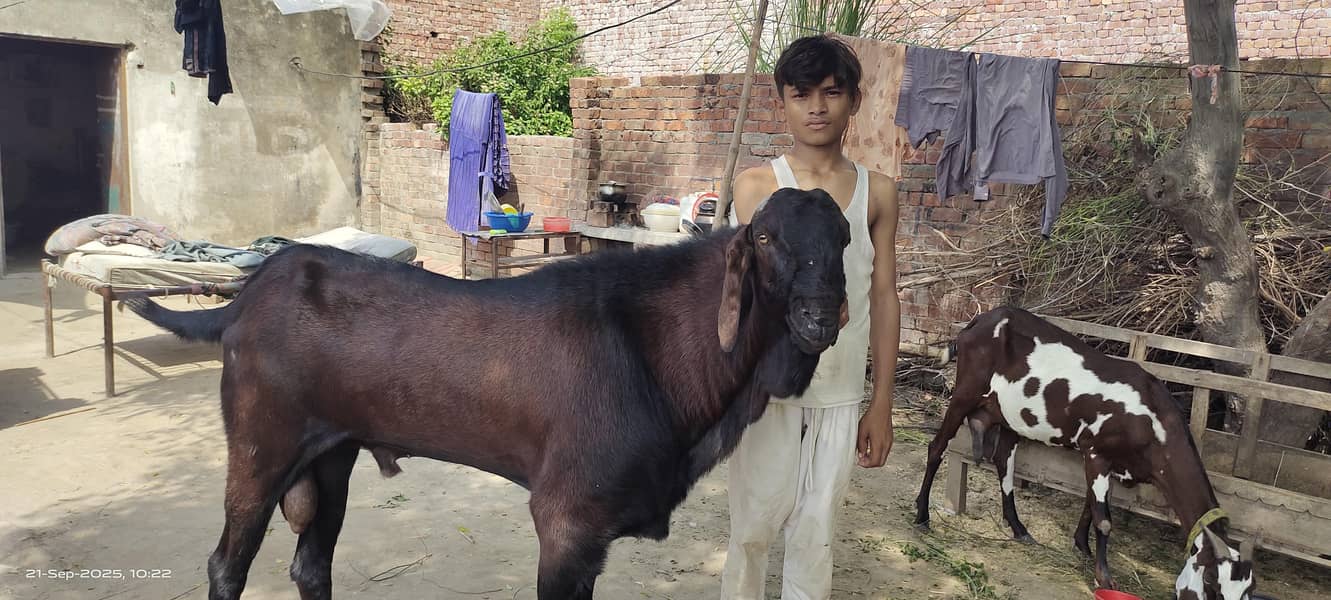 بیتل/ناگرا بکرا 6