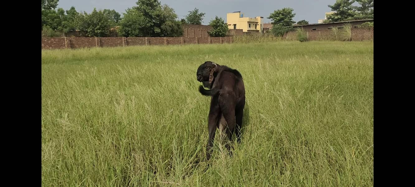 بیتل/ناگرا بکرا 7