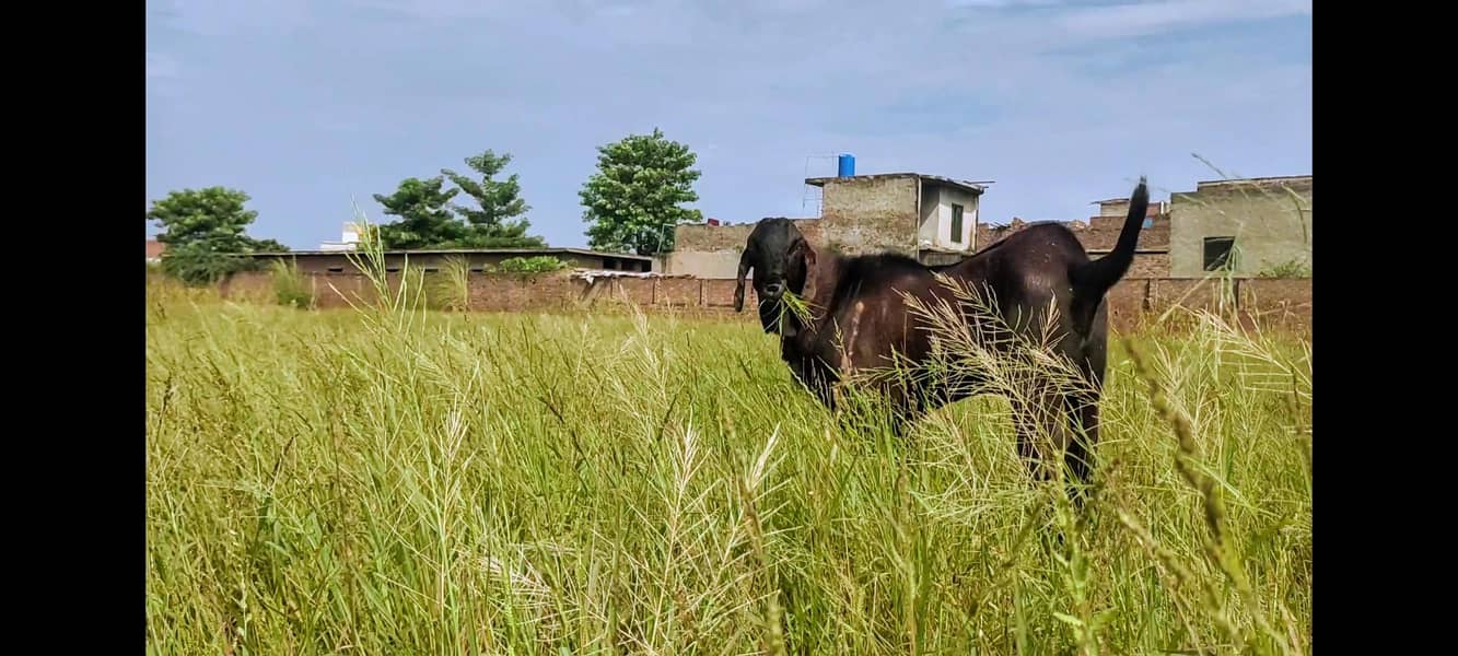 بیتل/ناگرا بکرا 8