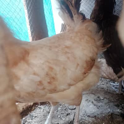 egg laying hens for sale