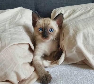 Siamese kittens
