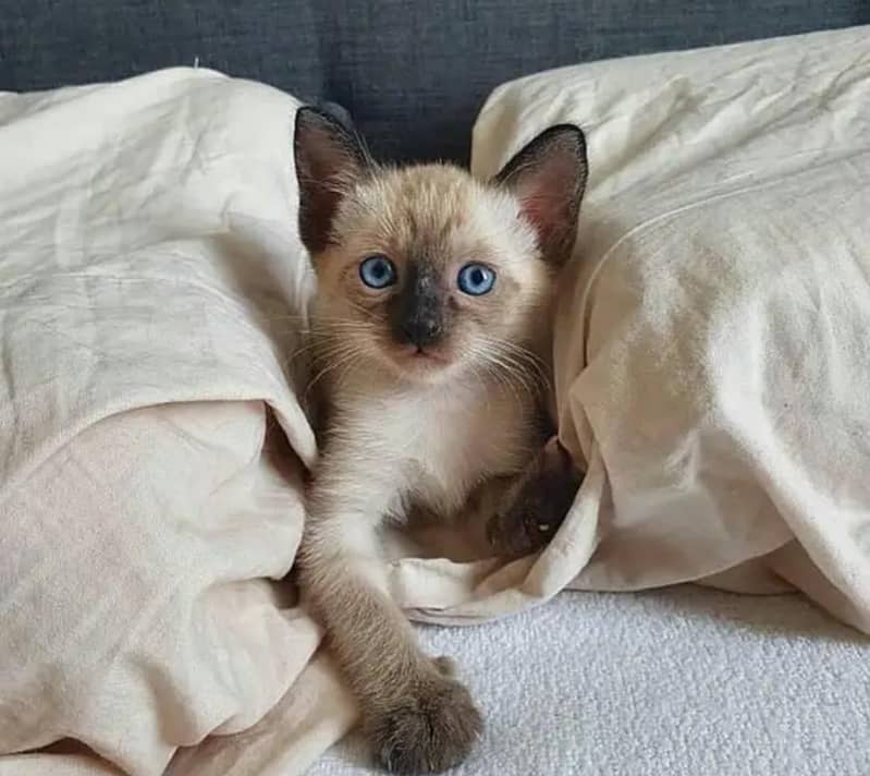 Siamese kittens 0