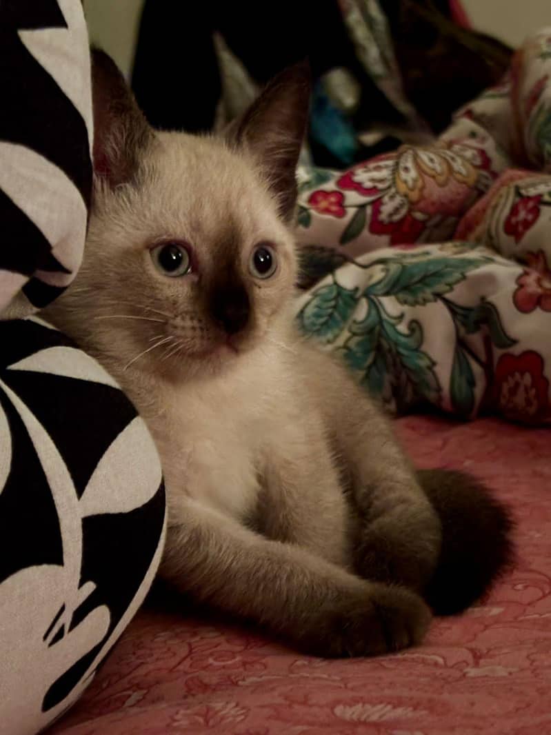 Siamese kittens 1