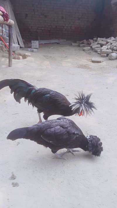 very good hen