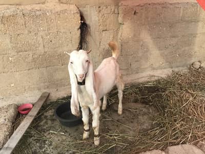 Gulabi bakra 5 months old