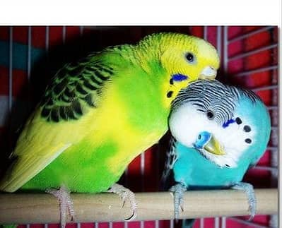 Australian parrot for sale onlye jhang