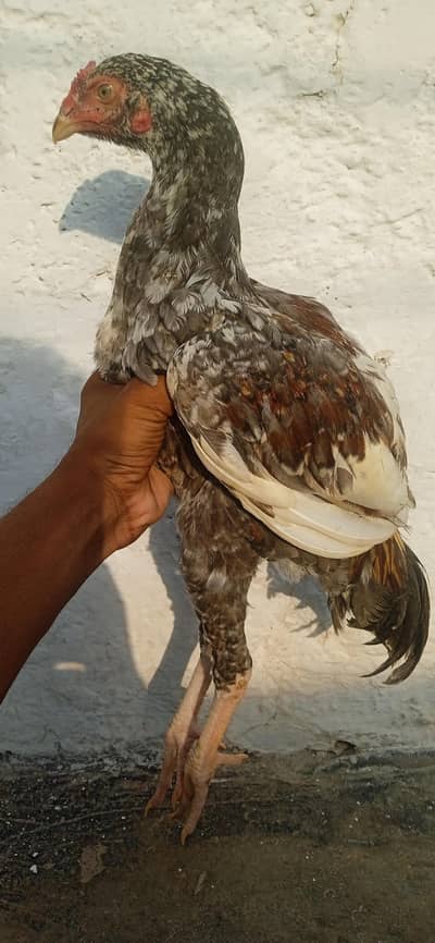 Salata Aseel murga for sale, peshawar