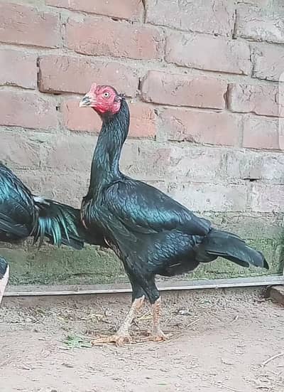 am Irfan Malik form Chachowal District Gujrat