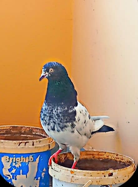 fancy pigeon/ghubra pigeon 2