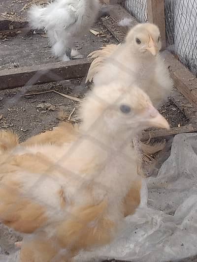 Golden Heavy Buff white silly