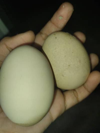 murgi Roz do Andy dete ha or aquarium bhi Avalible ha