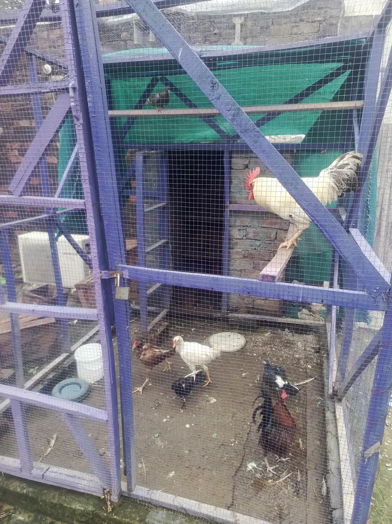 wooden cage — photo 2