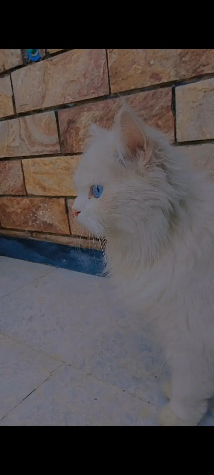 Persian blue eyes cat — photo 2