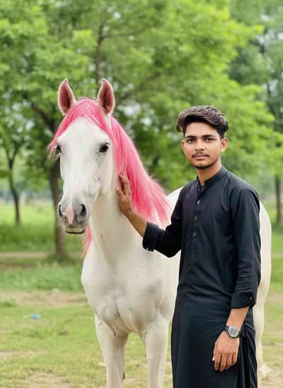 zeeshan. ali