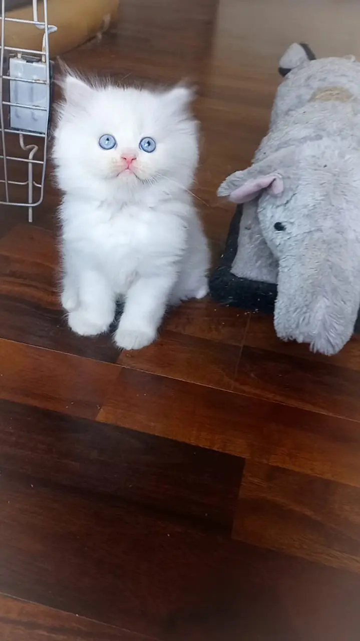 top quality/kitten|Punch face Kittens|persian cat|cute|tripple|fluffy — photo 4