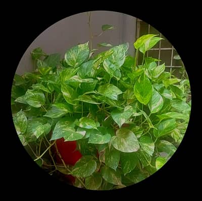 Beautiful money plants with big pot