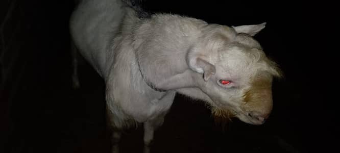 Full gulabi teada 03016669033